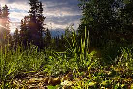 Premium quality products at great prices. Using A Low Camera Angle For Landscape Photography