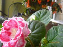 Pin On Flores