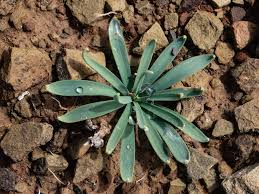 Image result for Gethyllis