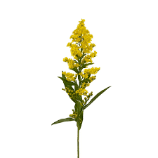 Image result for Solidago