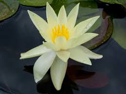 Image result for Nymphaea sulphurea