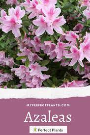 Pin On Flowering Plants
