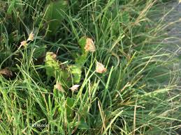 A Wandering Botanist: Plant story: The amazing dioecious buffalo grass,  Buchloë dactyloides