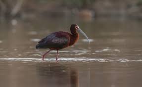 Image result for Ibis White 2014 AQ