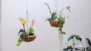 Menjual berbagai tanaman hias , jasa pembuatan taman perawatan taman cp/wa 081238379394 instagram @lawwflorist Panduan Mudah Merawat Tanaman Rumah Untuk Pemula