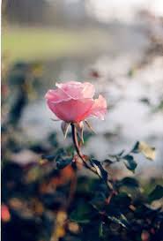 Pin By Viktoria Alves Corsi On Le Jardin De Wilde Beautiful Flowers Pretty Flowers Rose