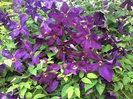 For pruning, clematis are divided into three groups depending on when they flower, which affects how and when they are pruned. Clematis Polish Spirit Clematis Viticella Polish Spirit Baumschule Horstmann