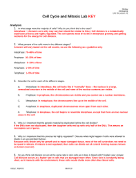 Savesave answer key worksheet for later. Cell Cycle And Mitosis Investigation Key