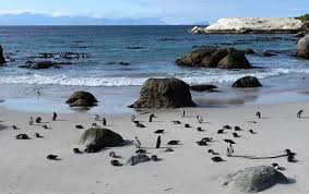 Des adresses souvent introuvables ailleurs ; Plage Boulders Et Pingouins Afrique Du Sud Plages Mer Mer Animaux Province Du Cap Afrique Du Sud Routard Com