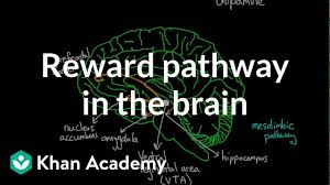 Fear Of A Name Increases Fear Of The Thing Itself Meaning In Hindi Reward Pathway In The Brain Video Khan Academy