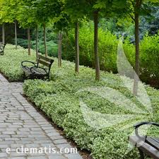 Image result for Euonymus fortunei