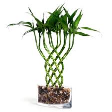 Lucky bamboo plants are said to bring good luck and fortune to those that own them, especially if the plants lucky bamboo is very sensitive to chlorine and other chemicals commonly found in tap water. Lucky Bamboo Large Trellis Lucky Bamboo From Easternleaf Com