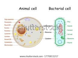 All cells, whether prokaryotic or eukaryotic, have a membrane , which envelops the cell, separates its interior from its environment, regulates what moves in and out, and maintains the electric potential of the cell. Shutterstock Puzzlepix