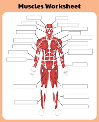 The back surface of the heart lies near the vertebral column, and the front surface sits behind the sternum and rib cartilages. 10 Best Printable Worksheets Muscle Anatomy Printablee Com