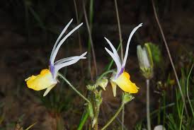 Image result for Nemesia zimbabwensis