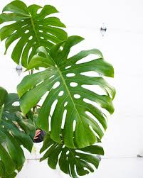 Monstera Just Loving Life Here In The Greenhouse And Showing Off Those Perfect Secondary Splits Houseplants Plant Leaves Monstera