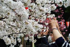 Japan Cherry Blossoms Reach Earliest Peak Bloom In 1 200 Years Accuweather