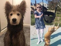 Check spelling or type a new query. The Dog Days Of Summer Are Slipping Away 36 Photos Golden Retriever Dogs Retriever