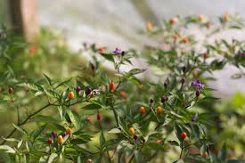 These pods look great in all stages! Chili Bolivian Rainbow Sepplashof