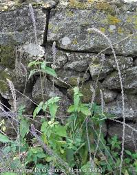 Image result for Achyranthes aspera