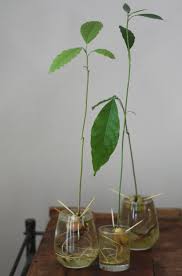 How to grow avocados overview. Progress Report Growing Avocados From The Pit 17 Apart