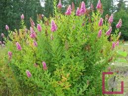 Image result for Spiraea billardii