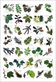British Tree Leaves Identification Chart Nature Poster