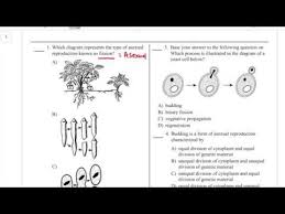 So get out your crayons and have fun! 7 Asexual Reproduction Worksheet Youtube