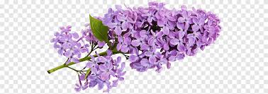 Check out this fantastic collection of aesthetic flower wallpapers, with 55 aesthetic flower background images for your desktop, phone or tablet. Flowers Aesthetic Png Images Pngegg