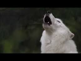 Arctic Wolf Howl Atka S Song Arctic Wolf Wolf Conservation Center Wolf Howling
