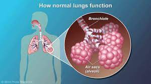 Collingwood magpies vs geelong cats stream is not available at bet365. Copd Chronic Obstructive Pulmonary Disease Physiopedia