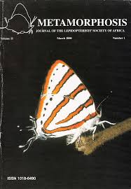 Image result for Globimetula anguliflora