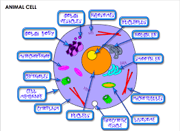 Free for commercial use no attribution required high quality images. Photo Album Ms Darla Vance Alliance Gertz Ressler Richard Merkin 6 12 Complex
