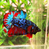 Cupang avatar, penjualcupang.com | salah satu jenis ikan cupang yang harganya mahal dan trending di tahun 2020 ini adalah ikan cupang jenis avatar. Https Encrypted Tbn0 Gstatic Com Images Q Tbn And9gct Rdh3nxblpb Mszah H3mxwemqnauuic9um7gtf5kus Ramp Usqp Cau