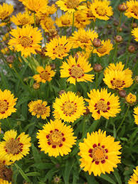 The flowers bloom for around six weeks each summer, attracting every bee, butterfly, and beneficial insect for miles around. 17 Vibrant Perennial Flowers That Bloom All Summer In 2020 Flowers Perennials Yellow Flowers Perennials