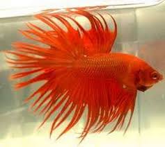 The siamese fighting fish (betta splendens), also known as the betta, is a freshwater fish native to thailand (formerly siam) and present in neighboring cambodia, laos, malaysia, indonesia. Types Of Betta Fish The Betta Fish Zone