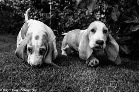 Black And White Basset Hound Puppy Beautiful Basset Hound Puppies Patrolling Their Patch Hound Puppies Basset Hound Puppy Basset Hound