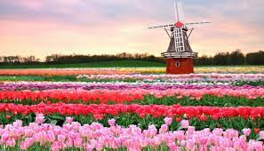 Di saat musim semi ada bunga sakura, musim panas ada bunga tulip dan lavender, dan musim gugur ada bunga kosmos yang siap menyambut wisatawan. Mengunjungi Keukenhof Taman Bunga Terindah Di Dunia Liawisata