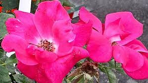 Basics landscaping of long island offers expert landscaping services from design to maintenance, hardscapes, masonry, decking, driveways and more. A Rose Is A Rose Not Always Look At Knockout Landscape Roses University Of Maryland Extension