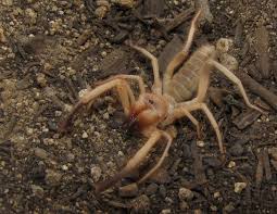 Purchase live crickets and put 1 into the tank every other day. Pin On Solifuga
