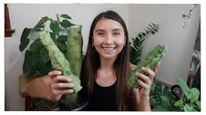 Recently at his nursery in fallbrook, ca, succulent expert don newcomer showed me a rare columnar, spineless cactus from mexico: Totem Pole Cactus Propagation Lophocereus Schottii Youtube