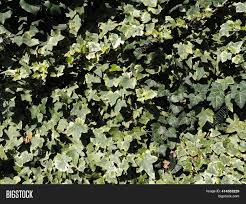The clematis are normally associated with sunny walls of dripping over the top of a fence, amongst them being the increasingly popular group of evergreen climbing clematis. Common Ivy Hedera Image Photo Free Trial Bigstock
