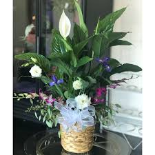 How to keep cut flowers fresh (almost) forever. Peace Lily With Fresh Flowers Elegant Flowers Fresno Florists Flowers In Fresno Ca Weddings Funeral Corporate Events Everyday Flowers