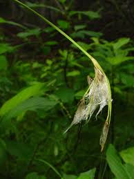 Image result for Limeum argute-carinatum