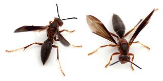 Daily sightings of wasps in the home may indicate wasps live only for a season, except for the young queens that over winter and start new nests in spring. Paper Wasps L Spring Green Lawn Care