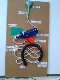 Hemos Construido Un Mural Maqueta Del Aparato Digestivo Con Materiales Re Sistema Digestivo Para Ninos Proyectos De Ciencia Para Ninos Cuerpo Humano Para Ninos