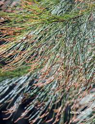 Image result for Casuarina littoralis