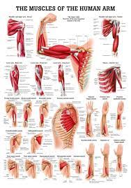 Molly smith dipcnm, mbant • reviewer: Human Muscles Of The Arm Poster Human Muscle Anatomy Muscle Anatomy Arm Muscle Anatomy