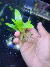 Image result for Radinosiphon leptostachya