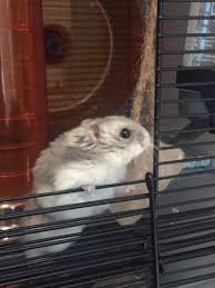 The himalayan salt factory team have been busy behind the scenes creating a new himalayan salt skin care range for your face and body. Naturals Himalayan Salt Lick Stone Rabbit Treats Rabbit Hutches Rabbit Runs And Rabbit Tunnels Omlet